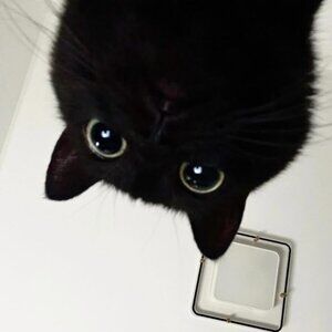 Meet your Posher, Bee